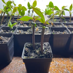2 Red Plumeria Frangipani Seedlings 4 inches long Free Shipping Bare Root
