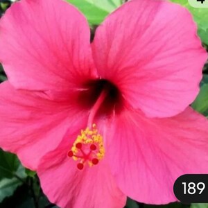 Hardy Perennial Hibiscus Seeds: Red, Pink, White Flowers