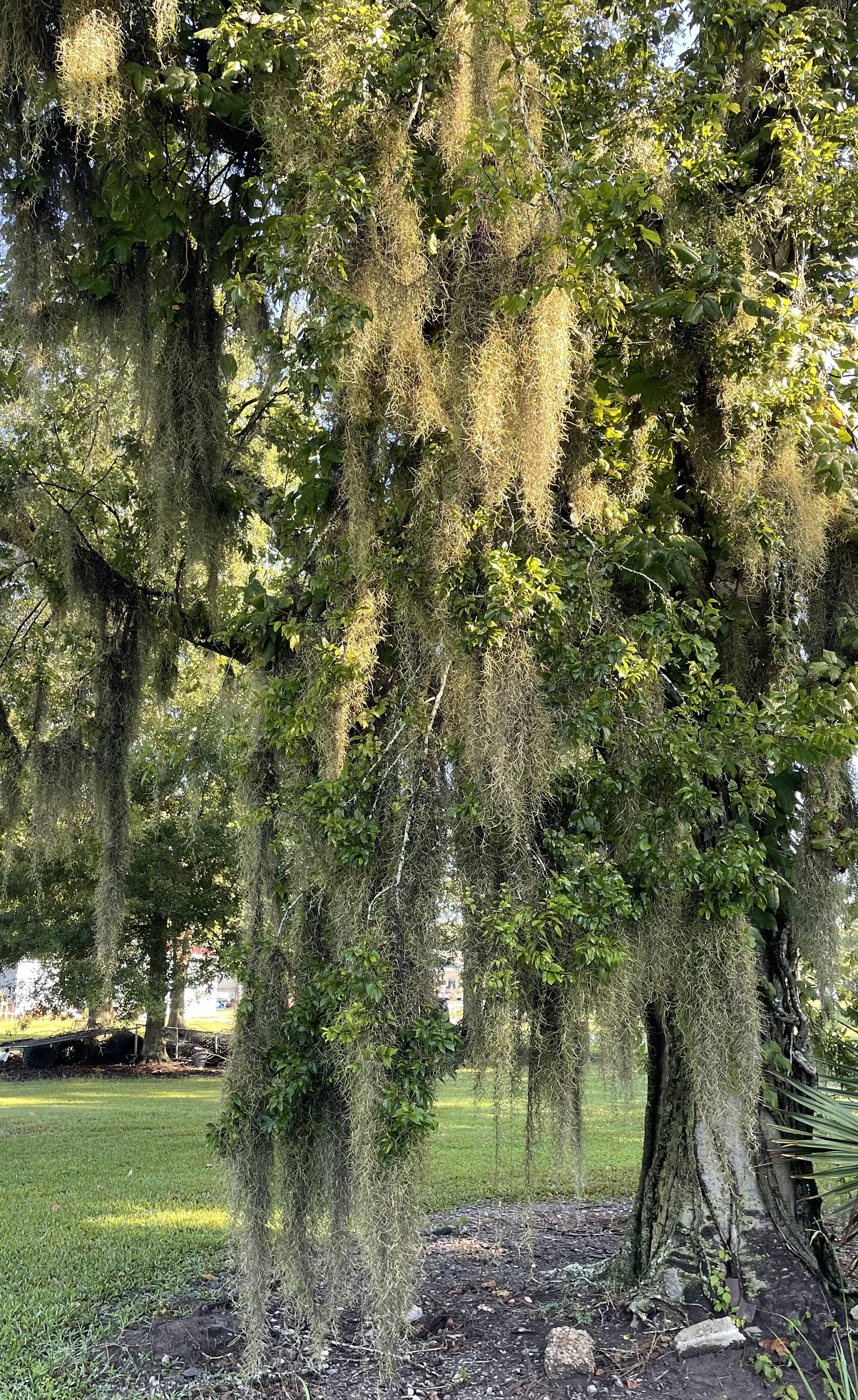 Premium Natural Spanish Moss | Natural Preserved - Great Ground Cover -  Filler for Potted Plants - by GARDENERA - 1 Quart Bag