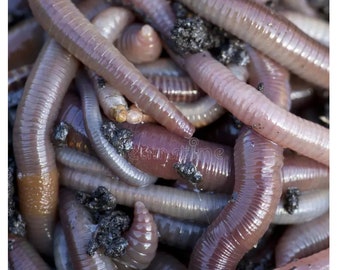 200 Red Wiggler Compost Worms/Live/Eisenia Fetida/Organic/Free Shipping