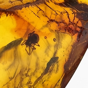 Beautiful natural Baltic amber stone with spider inclusion | Jewelry making | Gemstone | Home decor | Amber piece | Natural gemstone |