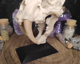 Säbelzahntiger Schädel Smilodon Kuriositätenkabinett