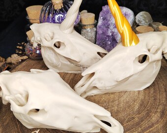Einhornschädel Kuriositätenkabinett Pferdeanatomie