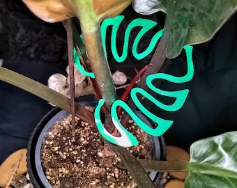 Monstera Pflanzenhalter & Blumentopf Untersetzer grün – Moderne Pflanzendeko im Urban Jungle Stil