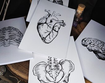 Anatomie Notizbuch Knochen Herz Arzt
