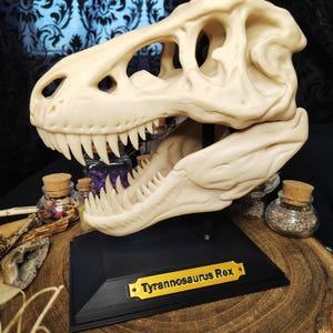 Könnte beinhalten: Eine weiße Tyrannosaurus Rex Schädelreplik auf einem schwarzen Sockel mit einer goldenen Plakette mit der Aufschrift "Tyrannosaurus Rex".