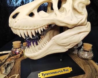 T-Rex Schädel Dinosaurier Kuriositätenkabinett