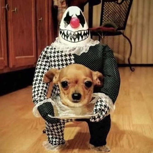 dog scary clown costume