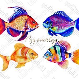 Poisson png clipart, clipart aquarelle png, clipart mer superposition de poissons tropicaux nautique coloré Téléchargement instantané