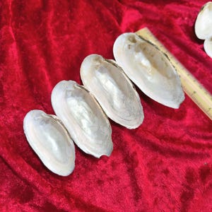 Natural Freshwater Shells for Crafting & Decoration