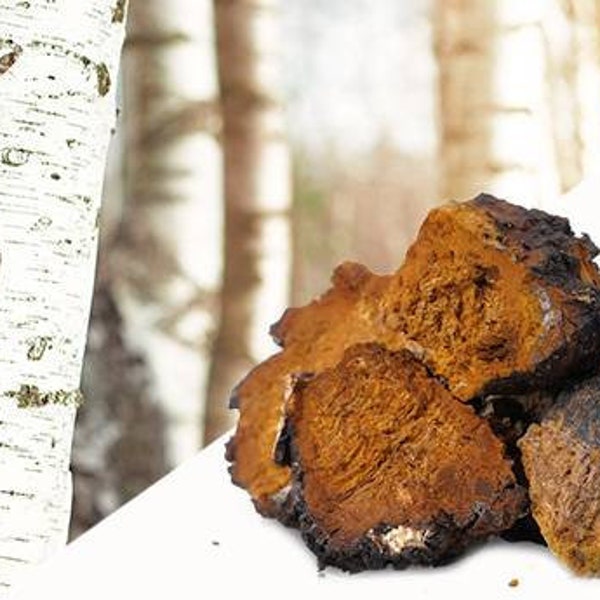 Champignons frais et biologique,CHAGA sauvages récoltés dans les forêts Gaspesiennes