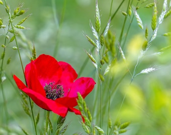 Lone Poppy