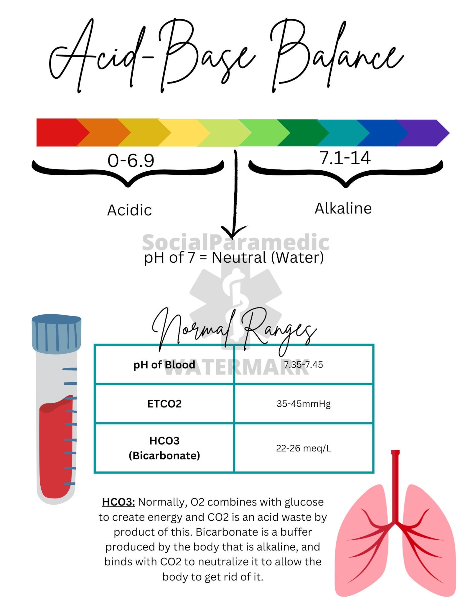 Acid Base Balance Study Guide Etsy