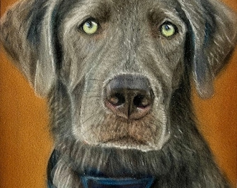 May include: A close-up portrait of a gray Labrador Retriever with green eyes. The dog is wearing a blue collar with a black tag.