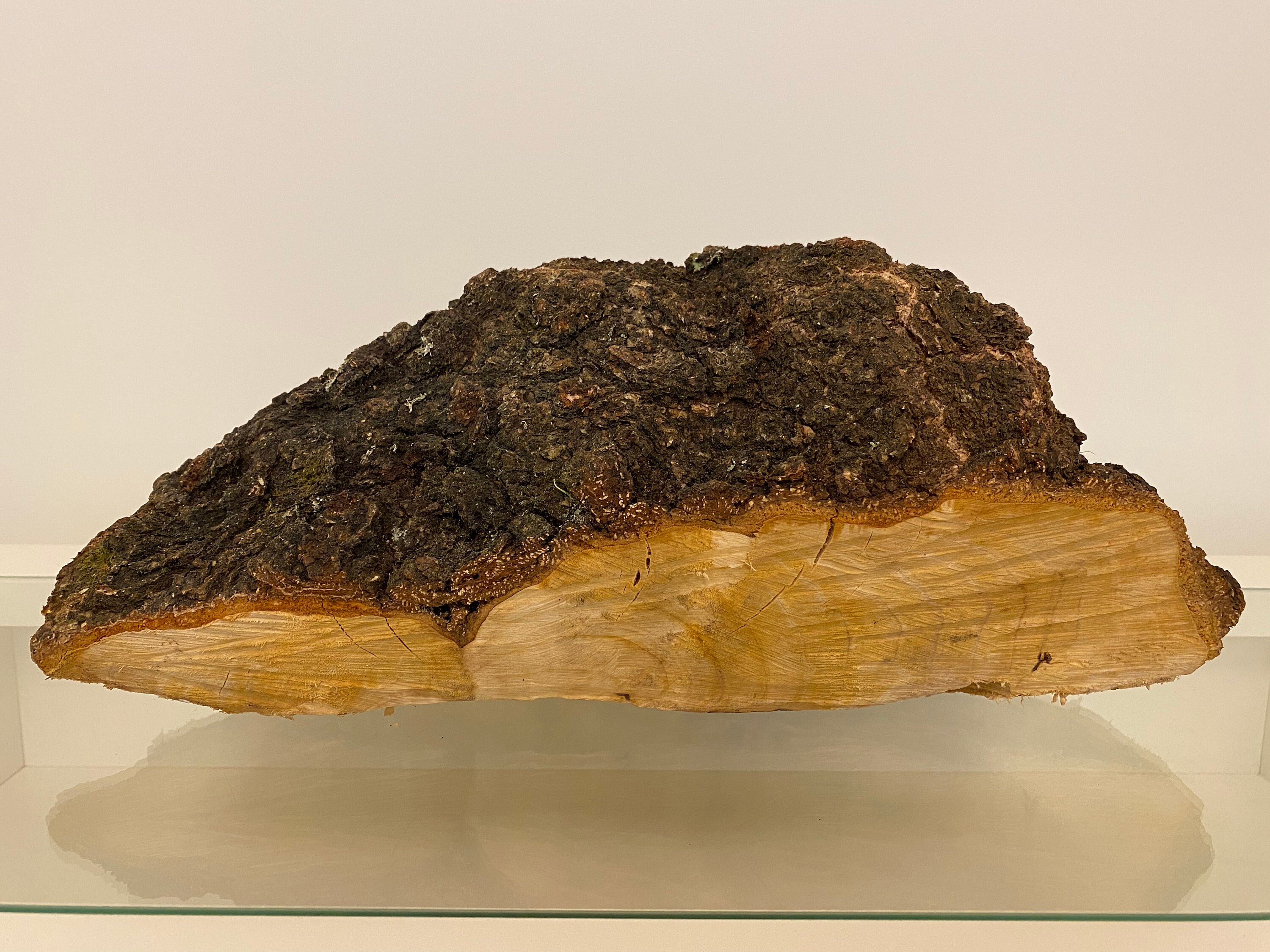 Birch Burl Unpeeled Birch Burl Wood With Bark - Etsy