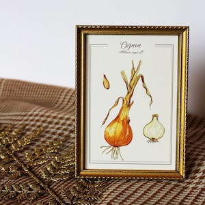 Carte postale aquarelle originale Reproduction botanique Affiche vintage plante potager Gravure ancienne légumes oignons Décoration légumes