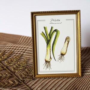 Originele aquarel ansichtkaart Vintage botanische reproductie van een prei en zijn loof, retro poster van moestuin Gravure