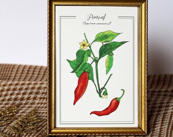 Original watercolor postcard Botanical reproduction Vintage poster vegetable plants Retro engraving vegetables pepper Mother's Day gift