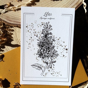 Carte postale fleur éternelle Illustration botanique lilas noir et doré Carte minimaliste et poétique Reproduction artistique florale unique