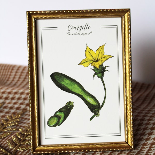 Carte postale aquarelle originale Reproduction botanique Affiche vintage potager Gravure ancienne légumes courgette Cadeau fête des mères