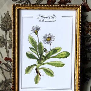 Carte postale aquarelle originale Reproduction botanique Affiche vintage plantes herboriste Gravure ancienne pâquerette Plantes médicinale