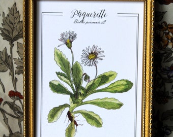 デイジーの水彩画カード – 植物イラスト A6 – 薬用植物のヴィンテージ複製 – ナチュラルハーブ学