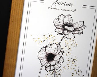 Desenho original ilustração reprodução botânica cartaz desenho flores anêmonas douramento quente gravura em preto e branco ideia de presente elegante