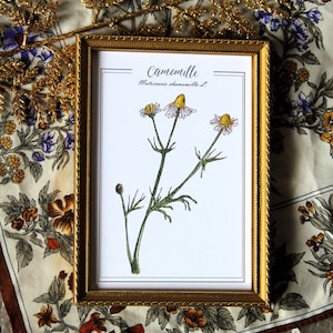 Postal original de acuarela Reproducción botánica Cartel vintage Plantas de herbolario Grabado retro Manzanilla Tarjeta de planta medicinal