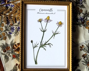 Oryginalna pocztówka akwarelowa Reprodukcja botaniczna Vintage plakat zielarz rośliny Grawerowanie retro rumianku Karta roślin leczniczych