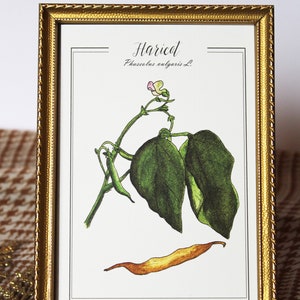 Reproduction botanique vintage d'une branche de haricot et cosse, illustration rétro, ancienne de potager Planche botanique légumes