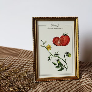 Originele aquarel ansichtkaart Vintage botanische reproductie Oude gravure groenten tomaten Retro tuinman cadeau Botanisch bord