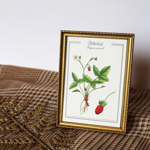 Carte postale aquarelle originale Reproduction botanique Affiche vintage plante potager Gravure ancienne fruits fraisier Décoration fruits