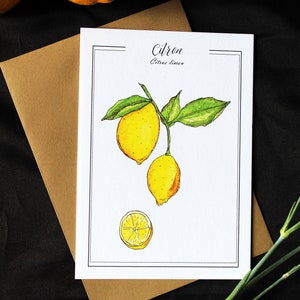 Carte Postale Aquarelle Originale Citron et Feuillage Reproduction Botanique Vintage Décoration Fruits du Potager Illustration agrume acide