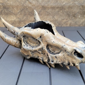 May include: A decorative dragon skull planter in shades of beige and black. The skull features prominent horns, eye sockets, and teeth. The planter is designed to hold plants or other decorative items. The skull is resting on a gray surface.