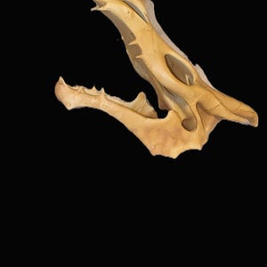 3Dプリントされたドラゴンの頭蓋骨のレプリカ：ファンタジー装飾、ゴシックアート、神話上の生き物の彫刻