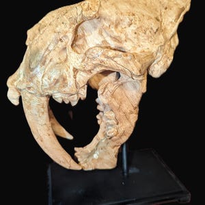Réplica realista de crânio de tigre dente-de-sabre impresso em 3D - modelo de paleontologia pré-histórica