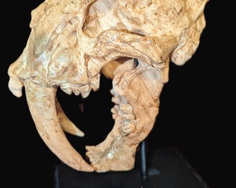 実物大のサーベルタイガーの頭蓋骨レプリカ – 先史時代の化石模型