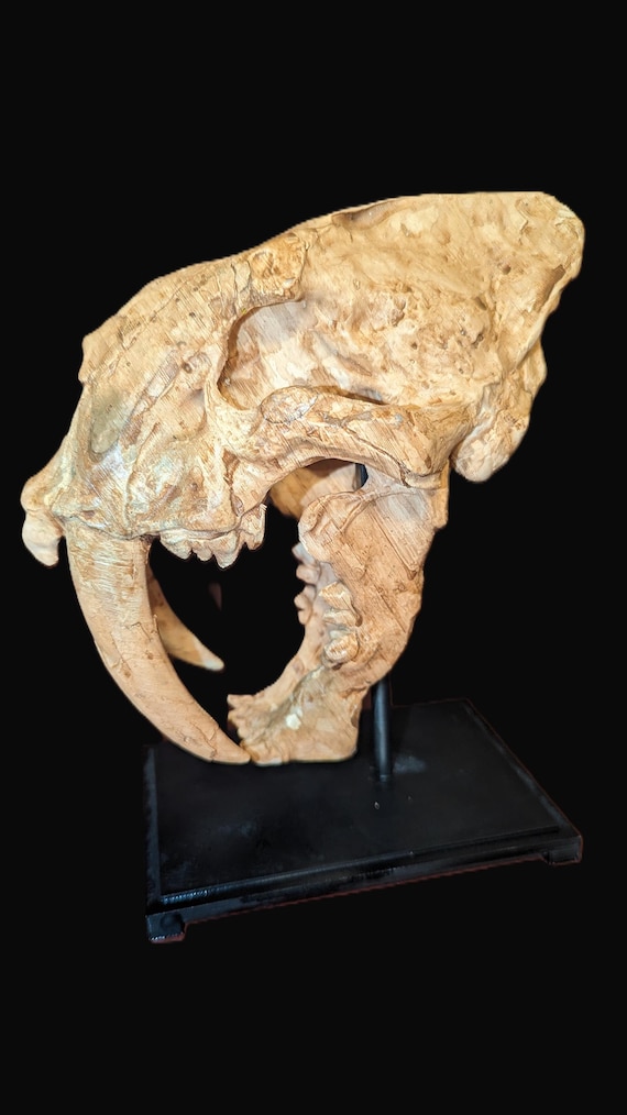 本物そっくりの3Dプリントサーベルタイガーの頭蓋骨レプリカ - 先史