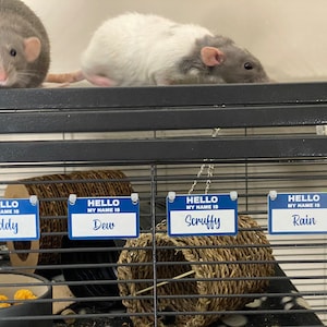 Personalized Hedgehog Cage Name Plates, Laser Engraved Pet Name Tags ...