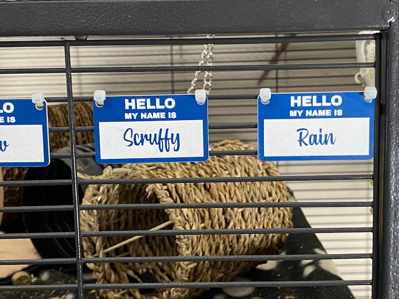 May include: Two blue name tags with white text hanging on a black wire cage. The top tag says "HELLO MY NAME IS Scruffy" and the bottom tag says "HELLO MY NAME IS Rain".