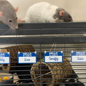 May include: Four blue name tags with white lettering hang on a black wire cage. The tags read "Hello, my name is Teddy", "Hello, my name is Dew", "Hello, my name is Scruffy", and "Hello, my name is Rain".