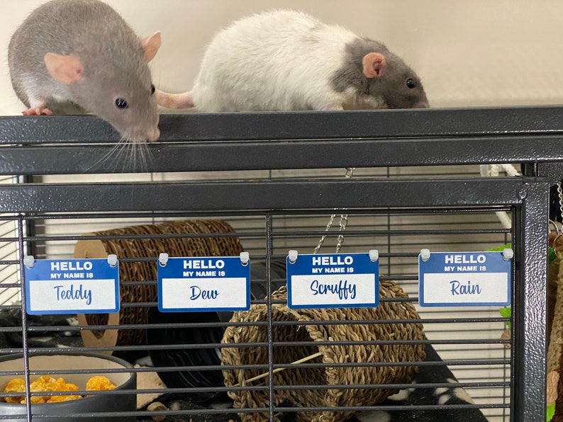 May include: Four blue name tags with white lettering hang on a black wire cage. The tags read "Hello, my name is Teddy", "Hello, my name is Dew", "Hello, my name is Scruffy", and "Hello, my name is Rain".