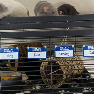 May include: Four pet rats in a cage with blue name tags that say "Hello, my name is Teddy", "Hello, my name is Dew", "Hello, my name is Scruffy", and "Hello, my name is Rain".