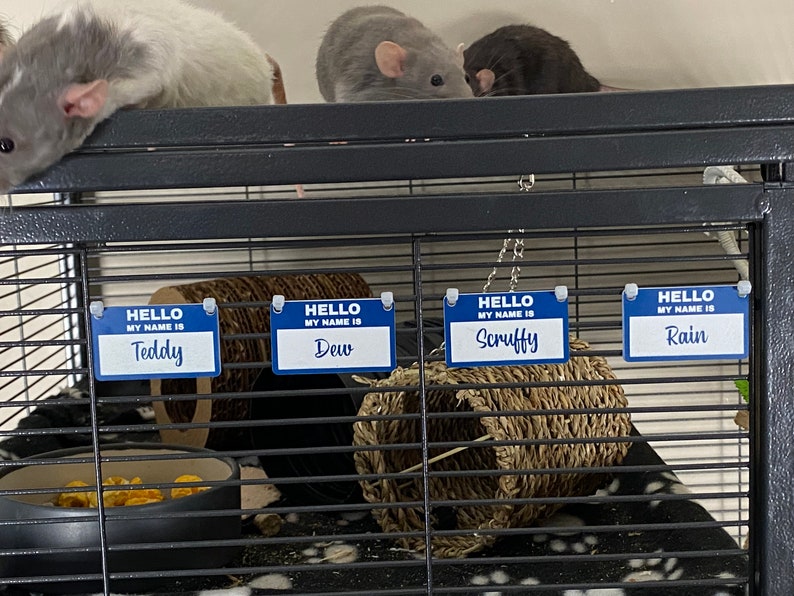 May include: Four pet rats in a cage with blue name tags that say "Hello, my name is Teddy", "Hello, my name is Dew", "Hello, my name is Scruffy", and "Hello, my name is Rain".