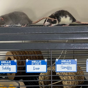 May include: Four blue name tags with white lettering hang on a black wire cage. The tags read "HELLO MY NAME IS" followed by the names "Teddy", "Dew", "Scruffy", and "Rain". Two rats are on top of the cage.