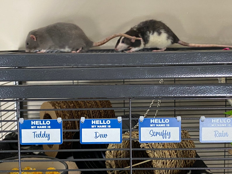 personalized-sugar-glider-cage-name-tags-handcrafted-sugar-etsy