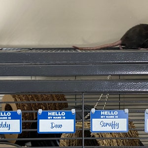 May include: Four blue name tags with white lettering hang on a wire cage. The tags read "HELLO MY NAME IS Teddy", "HELLO MY NAME IS Dew", "HELLO MY NAME IS Scruffy", and "HELLO MY NAME IS Rain".