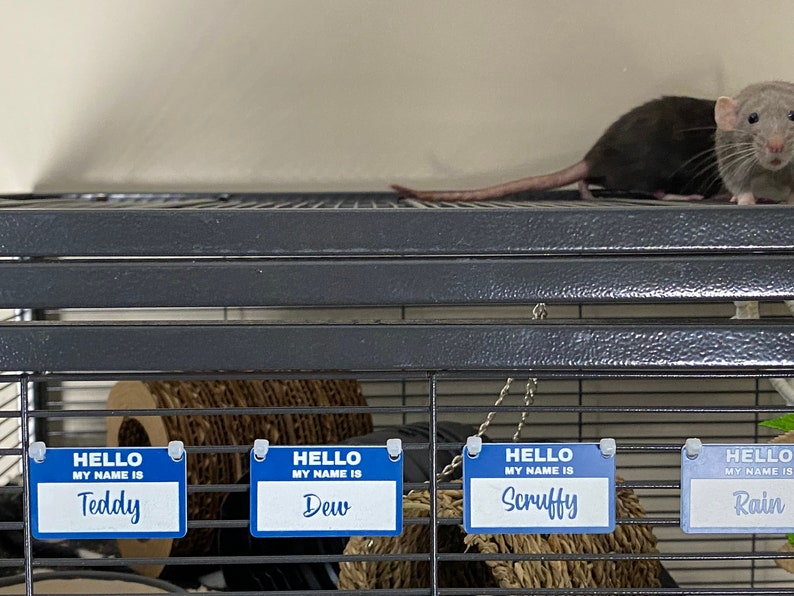 May include: Four blue name tags with white lettering hang on a wire cage. The tags read "HELLO MY NAME IS Teddy", "HELLO MY NAME IS Dew", "HELLO MY NAME IS Scruffy", and "HELLO MY NAME IS Rain".