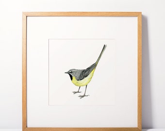 Grey Wagtail (Limited edition print)