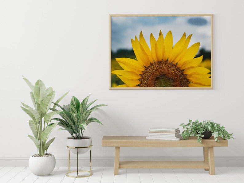 Sunflower Pedals Digital Art Digital Download - Etsy